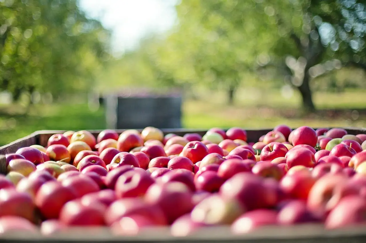 Met Adaption's logistics Cloud Suite is het transporten en opslaan van groente en fruit efficiënt